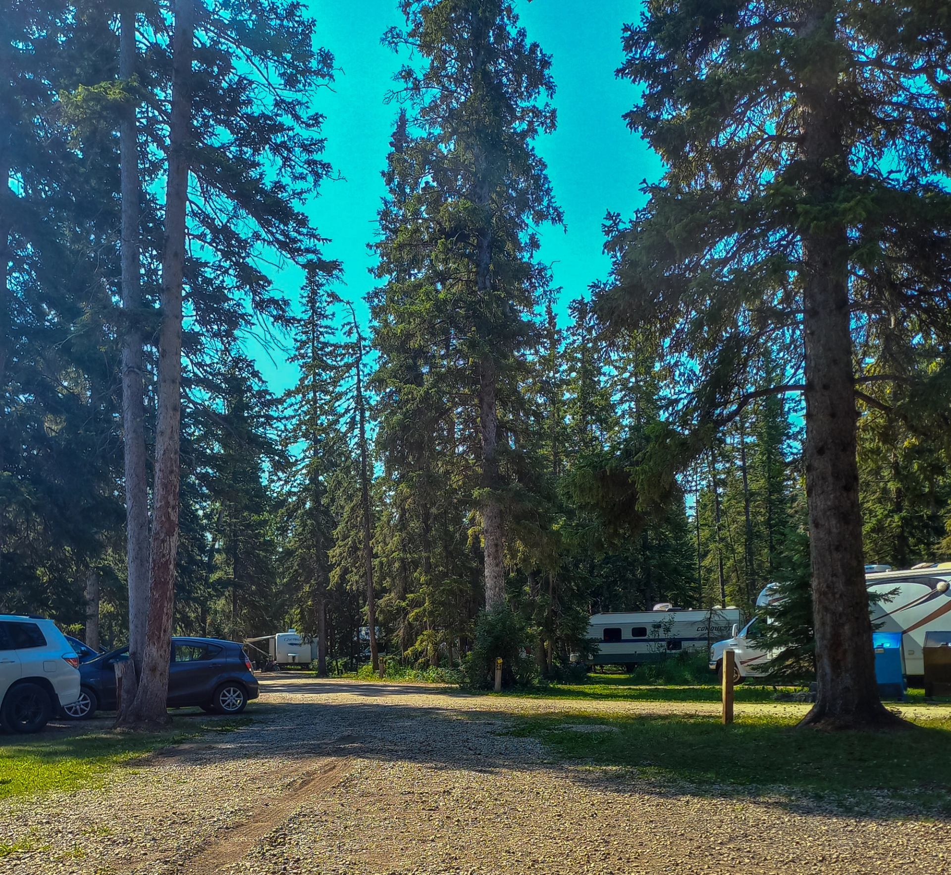 Forest campground with parked cars and RVs among tall evergreen trees under blue sky.
