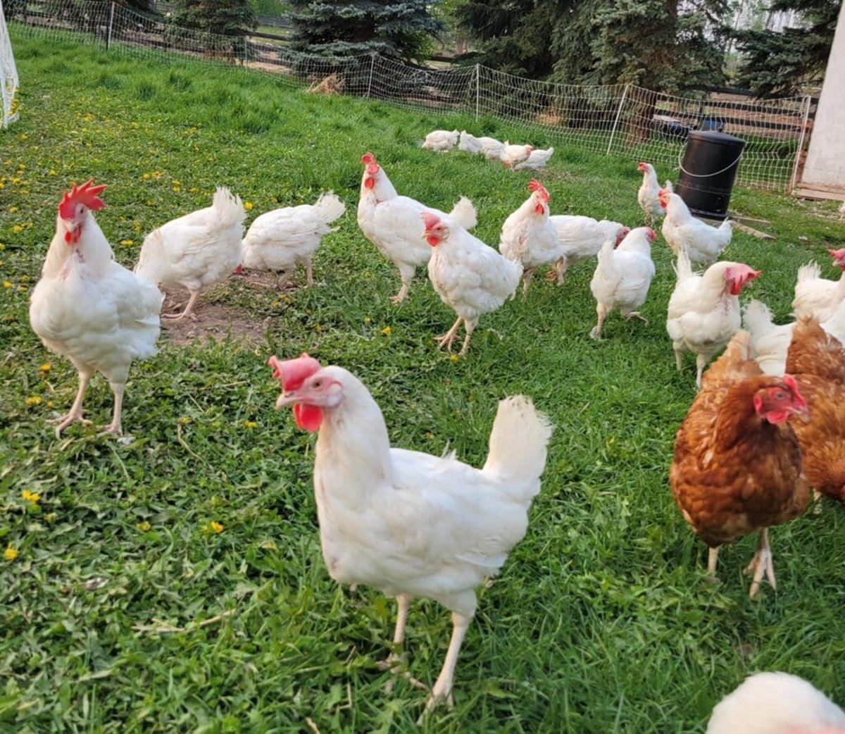 Flock of white and brown chickens walking on green grass inside a fenced yard.