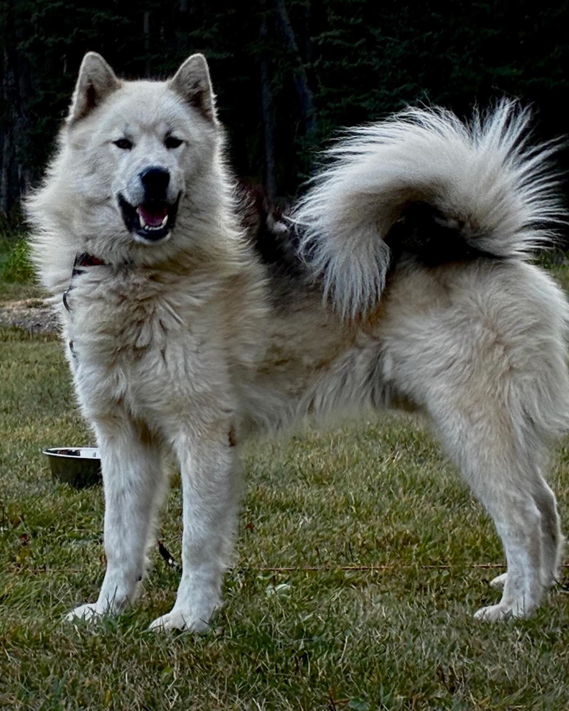 Fluffy light-coloured dog with curled tail standing on grass near metal bowl.