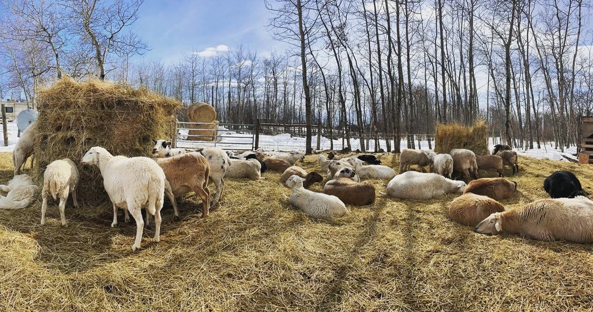 Sheep resting and eating hay in a fenced paddock with bare trees and snow.