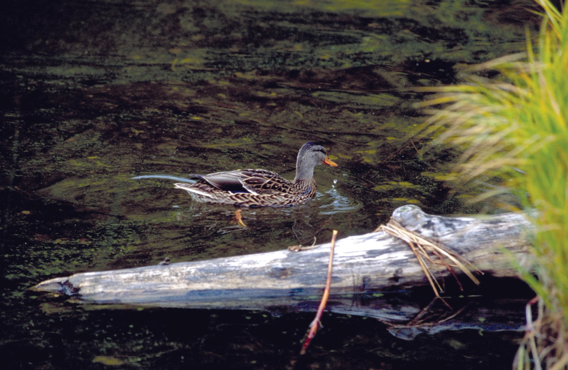 Duck with speckled feathers swims in calm water beside a partially submerged log.