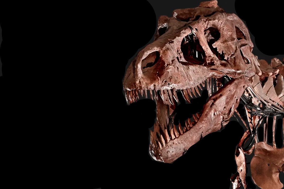 Tyrannosaurus rex skull fossil with sharp teeth displayed against a solid black background.