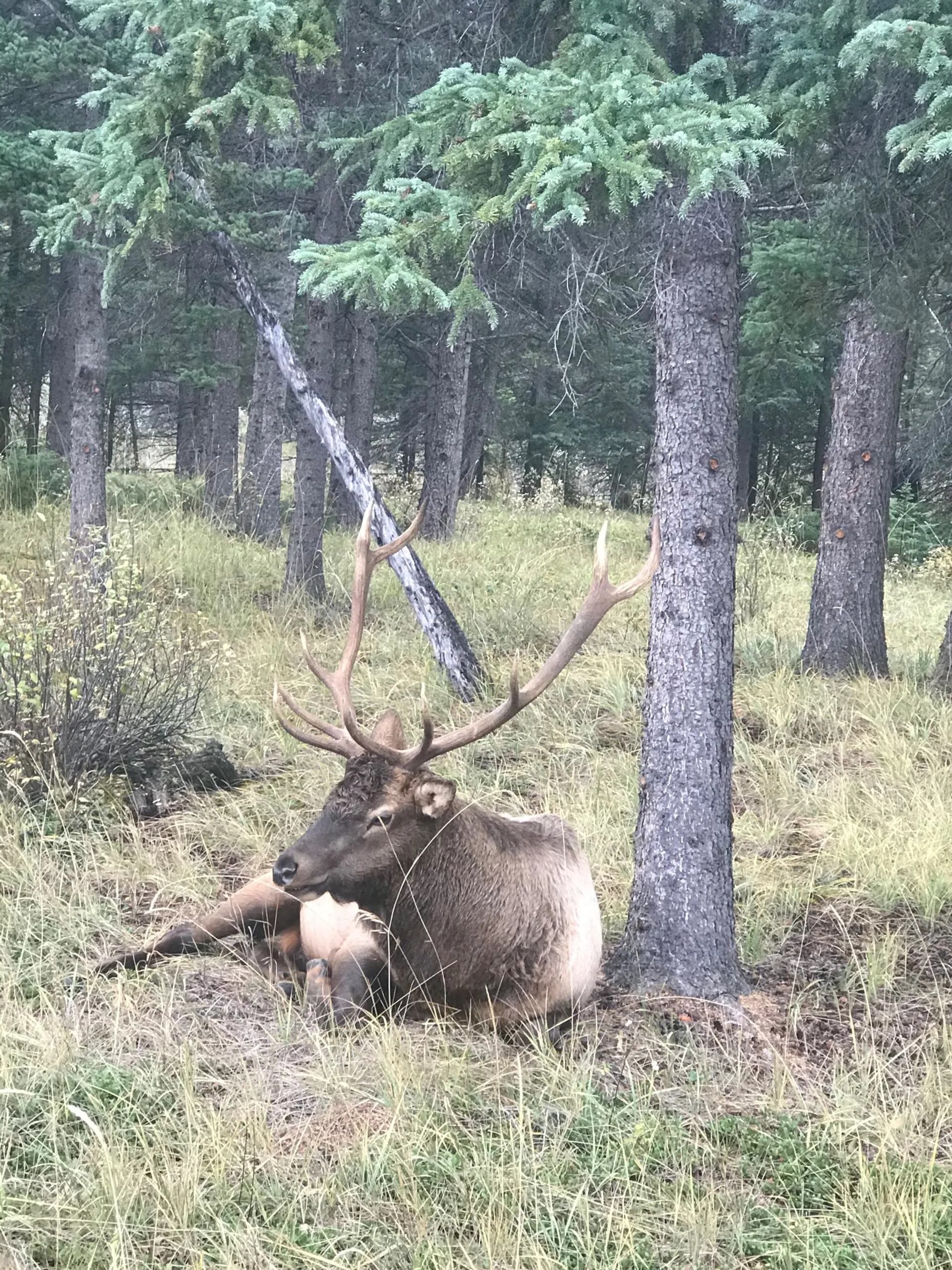 Bull elk with large antlers resting on grass in a forested clearing.