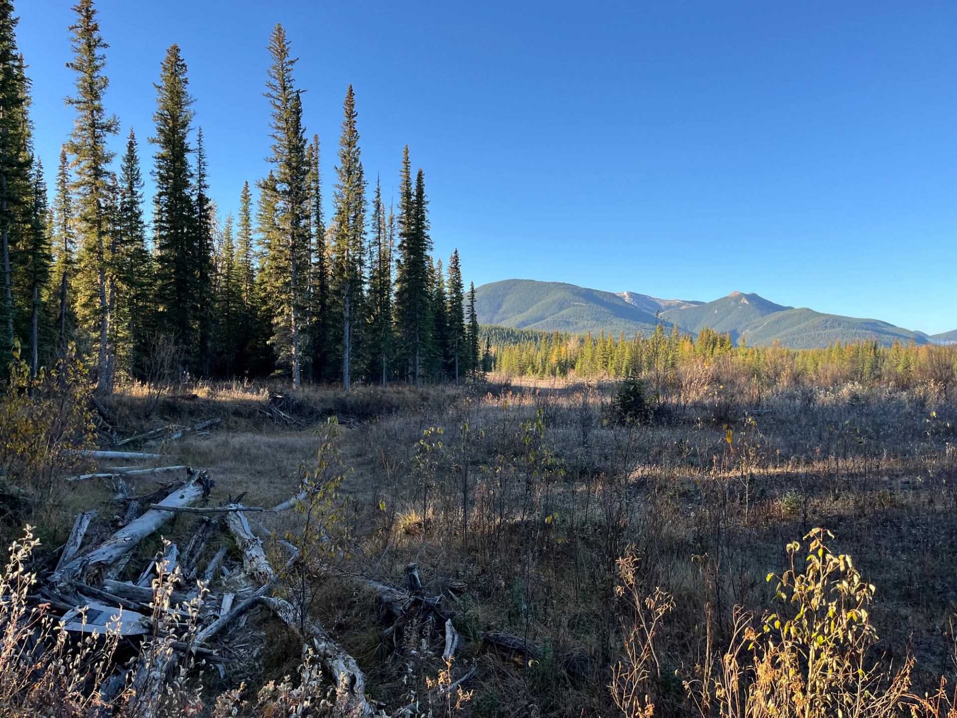 Conifer forest and open meadow with fallen logs, backed by distant tree-covered mountains.