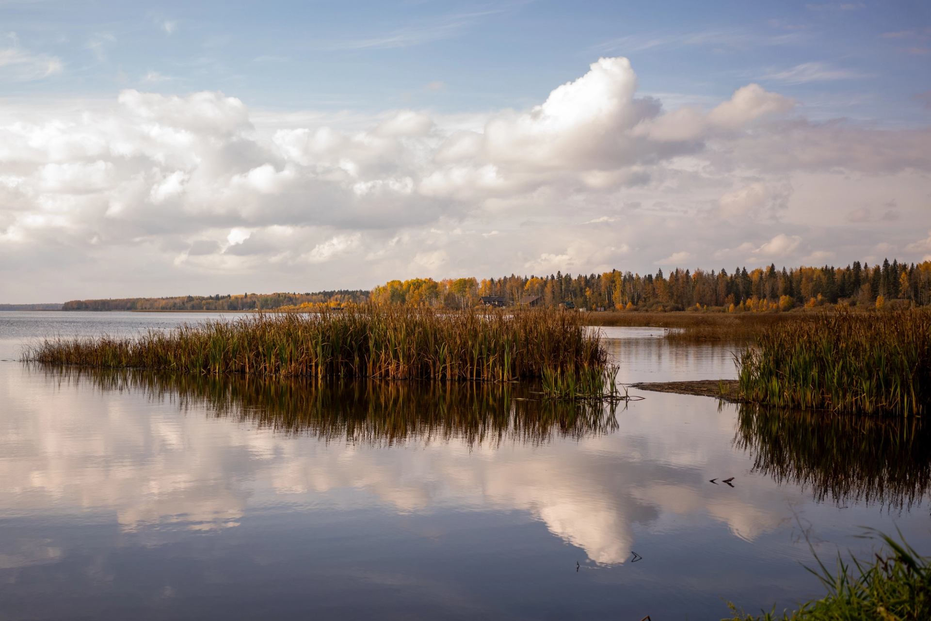 Calm lake with tall reeds, forest shoreline and clouds reflected in water.