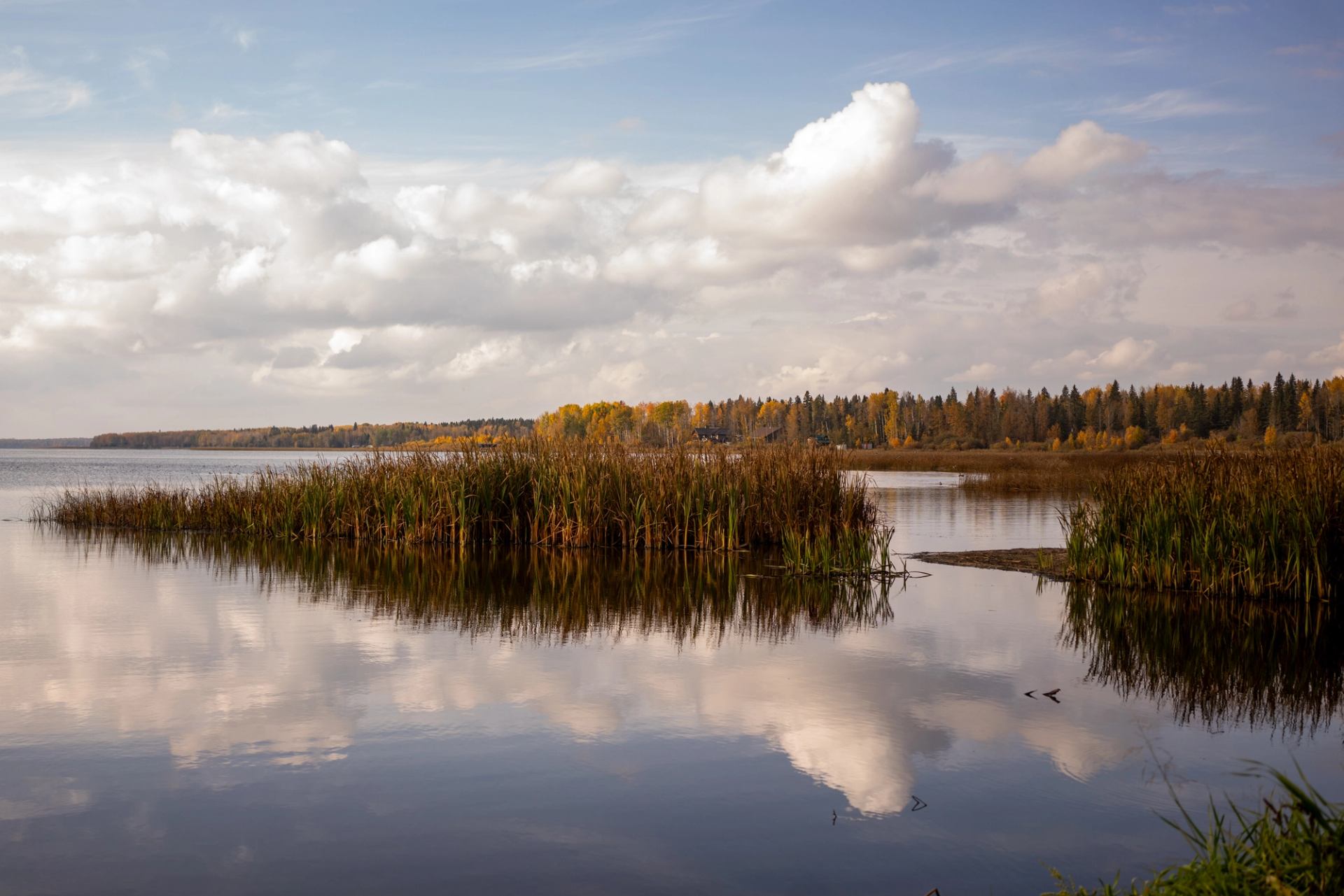 Calm lake with tall reeds, forest shoreline and clouds reflected in water.