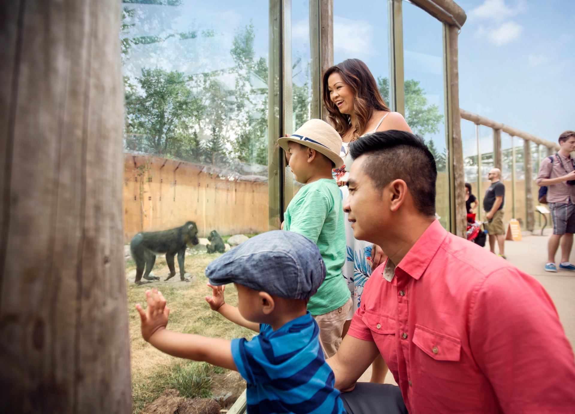 Visitors watch baboons through glass enclosure at zoo, with children standing near window.