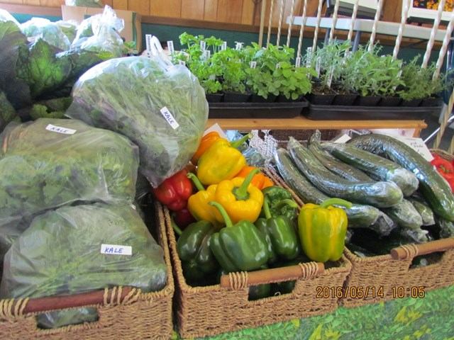 Baskets of peppers, cucumbers and bagged greens beside trays of seedlings.