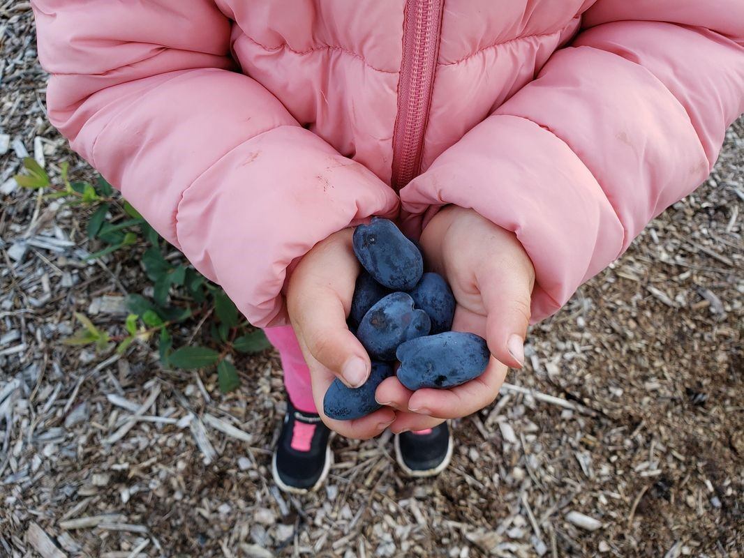 795 Haskap Berry Farm | Canada's Alberta thumbnail