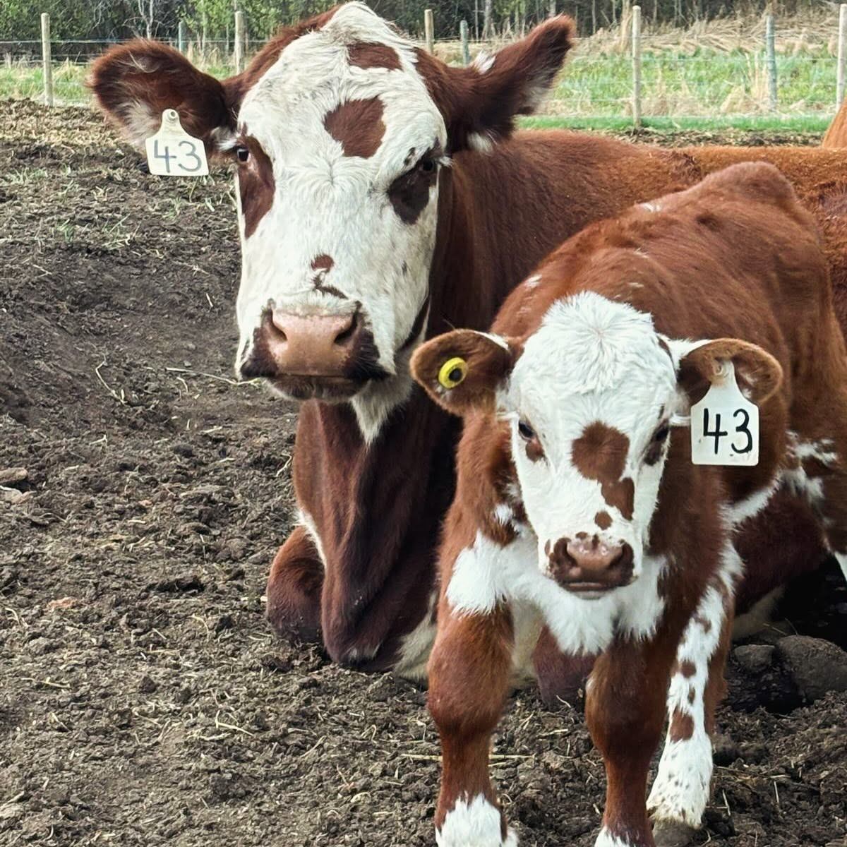 Brown and white cows with numbered ear tags standing on dirt in fenced field.