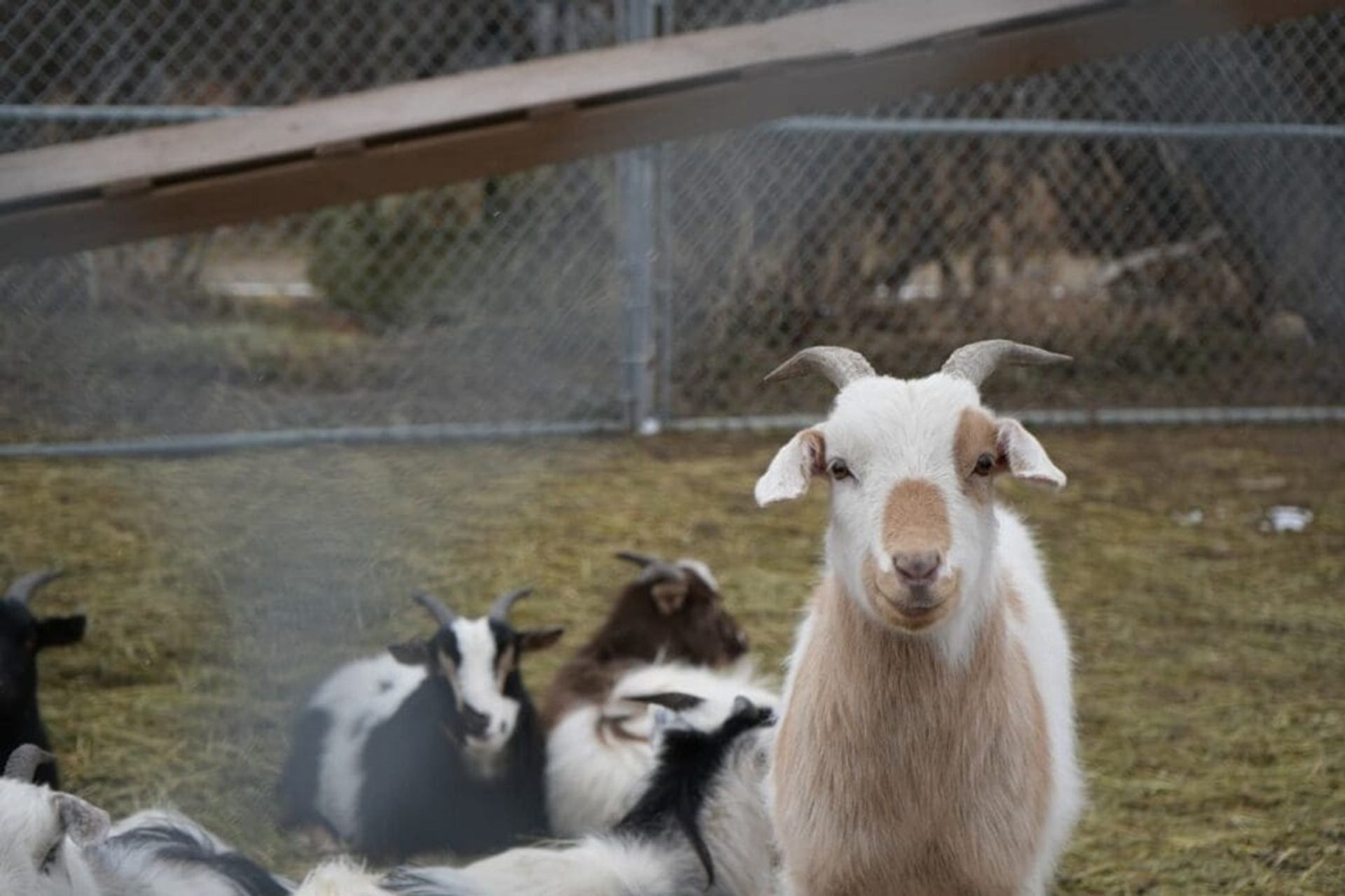 Goats rest on straw-covered ground inside a fenced enclosure with wooden ramp overhead.