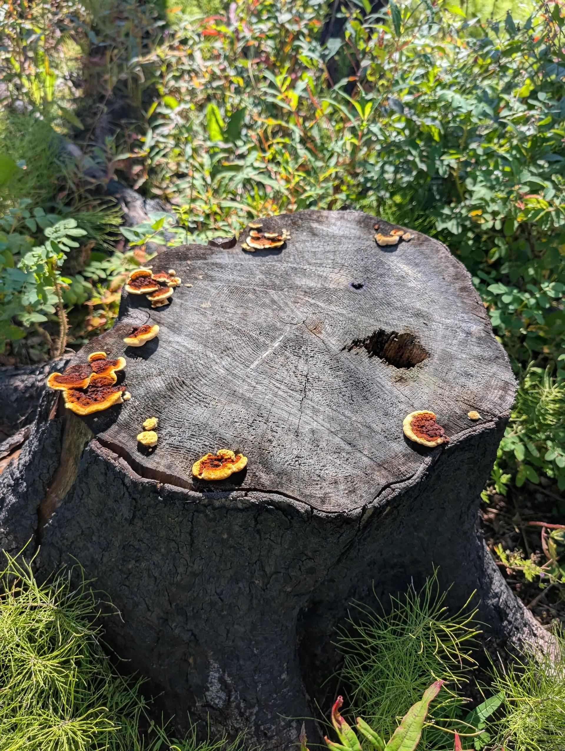 Tree stump with orange bracket fungi growing around the edges amid dense green plants.