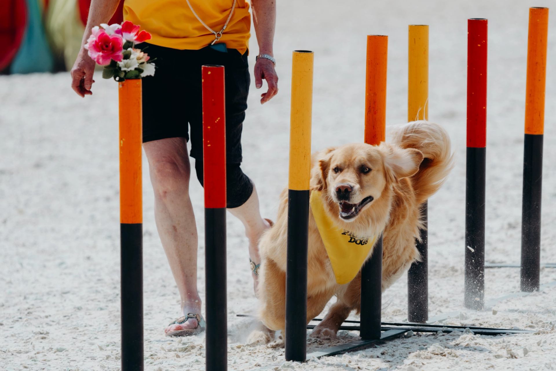 Golden retriever dog weaving through colorful agility poles, handler holding flowers.