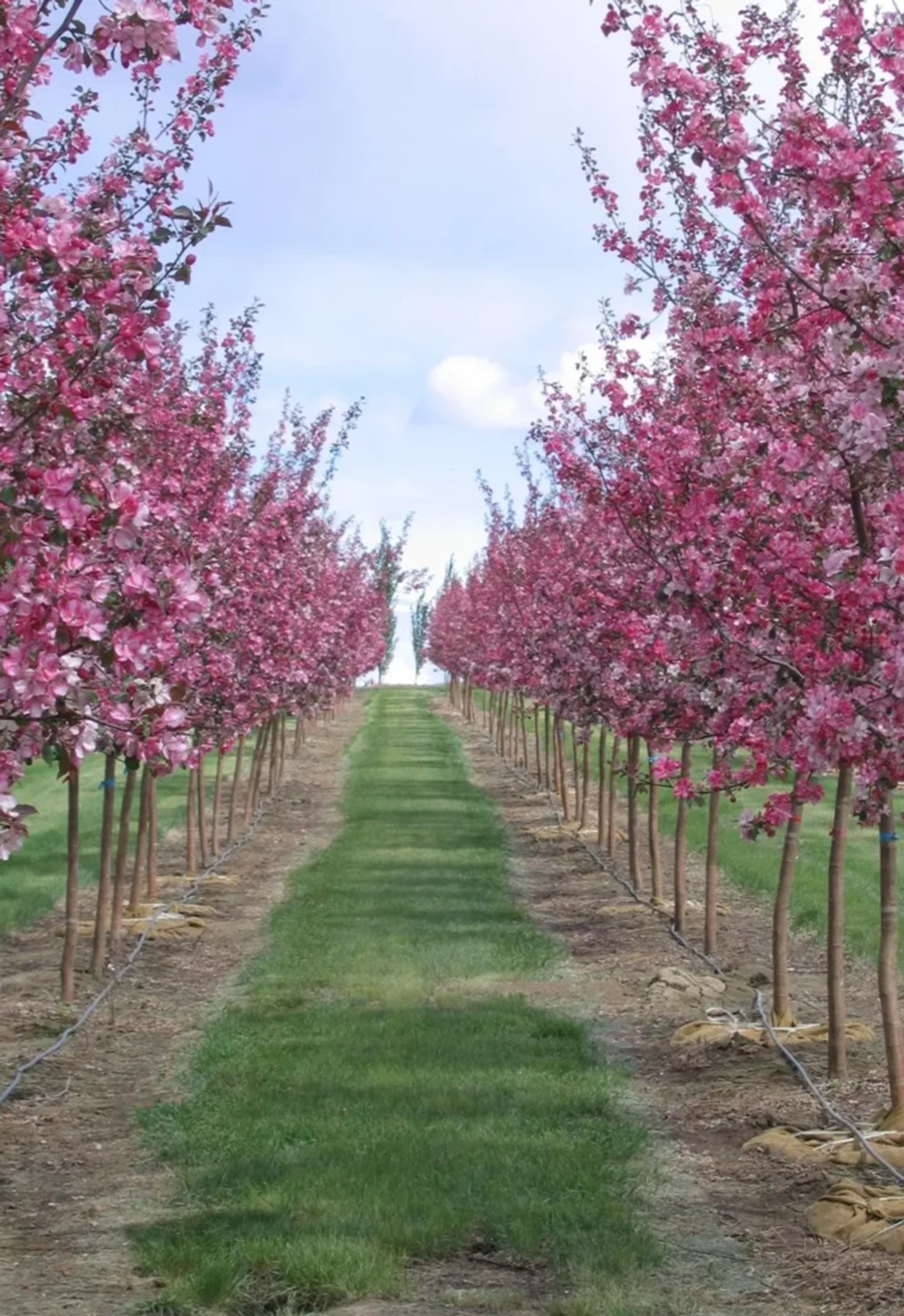 Row of young pink flowering trees lining a grassy path under blue sky.