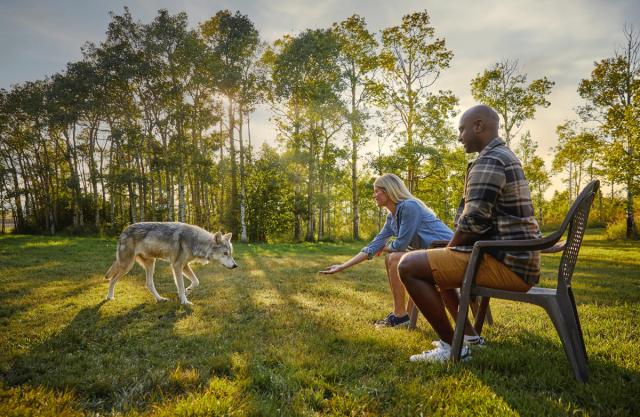 Couple interacting with wolf at Yamnuska Wolfdog Sanctuary.