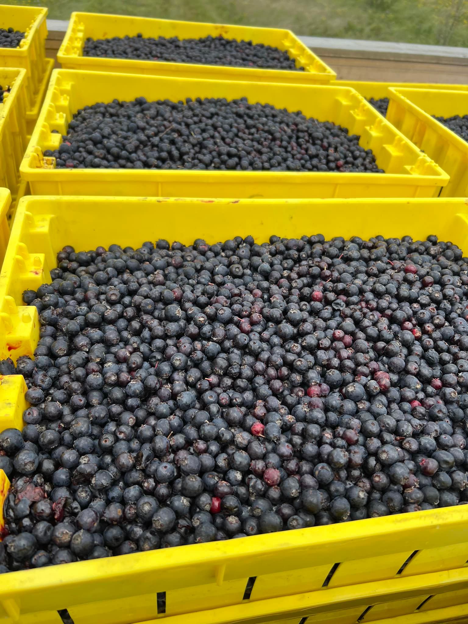Yellow plastic crates filled with freshly harvested dark berries arranged in rows outdoors.