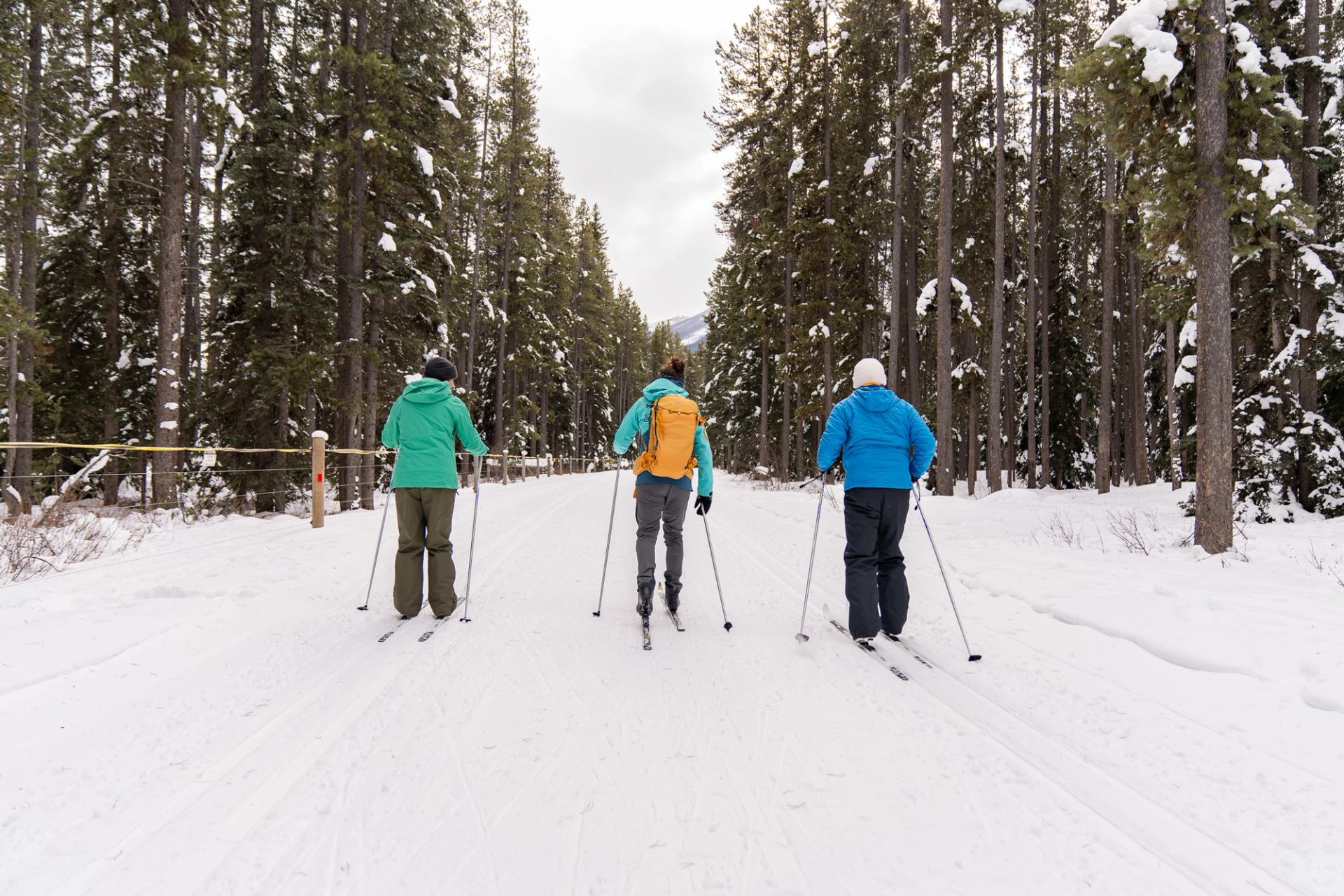Three people cross-country ski along a snowy forest trail lined with tall trees.