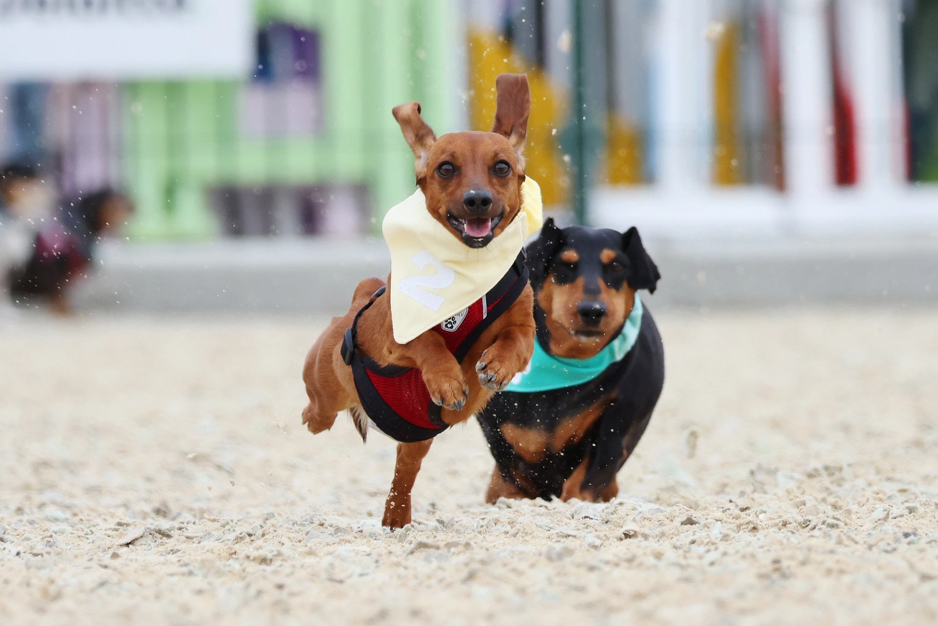 Two dachshunds wearing numbered bandanas run across a sandy track toward the camera.