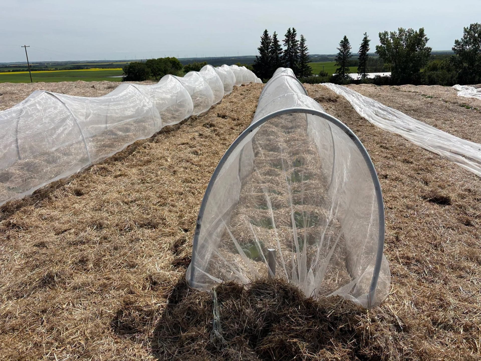 Kross Farm uses protective row covers to support crops growing in open field beds.