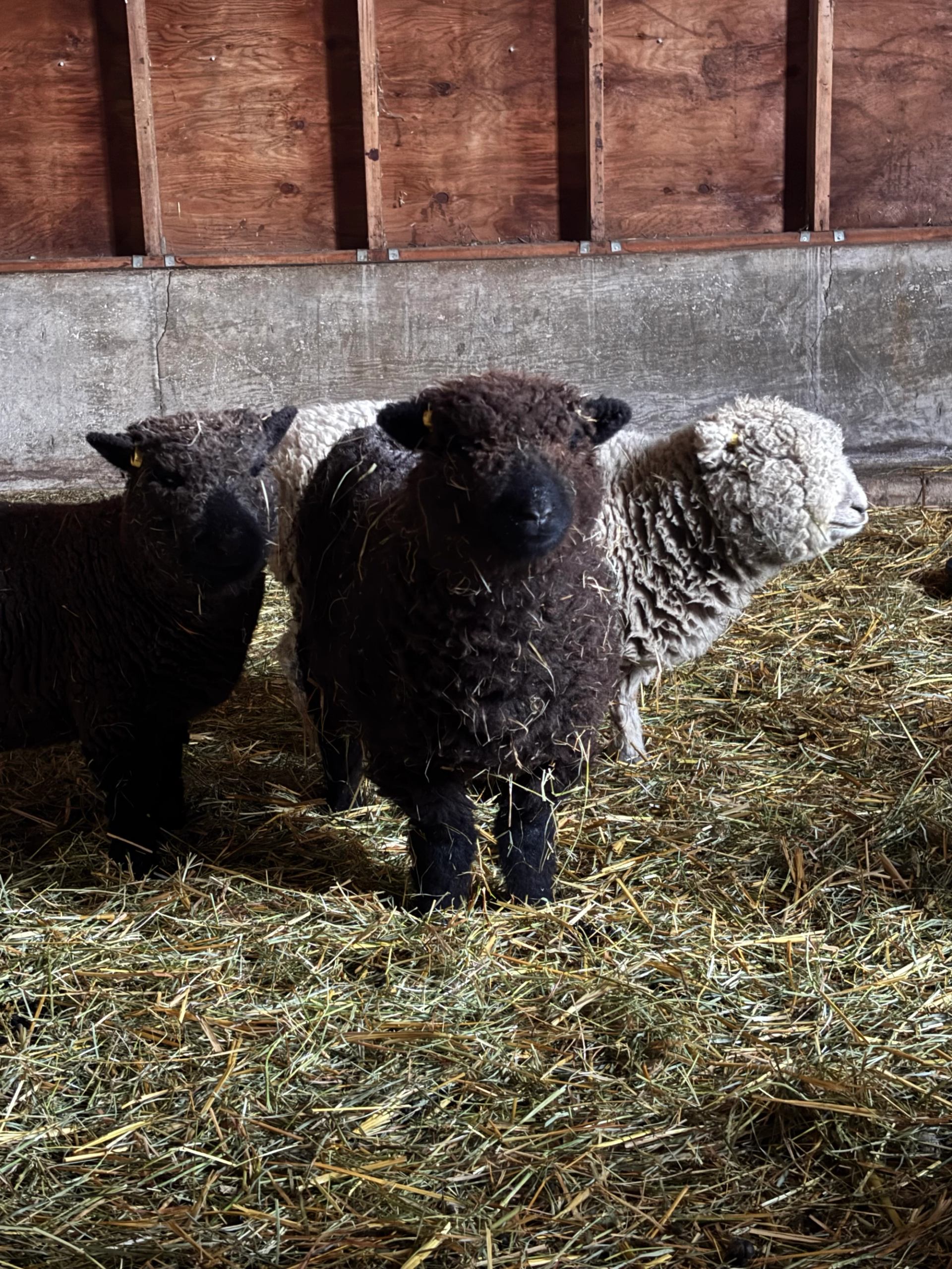 Two dark sheep and one light sheep stand on hay in a barn.