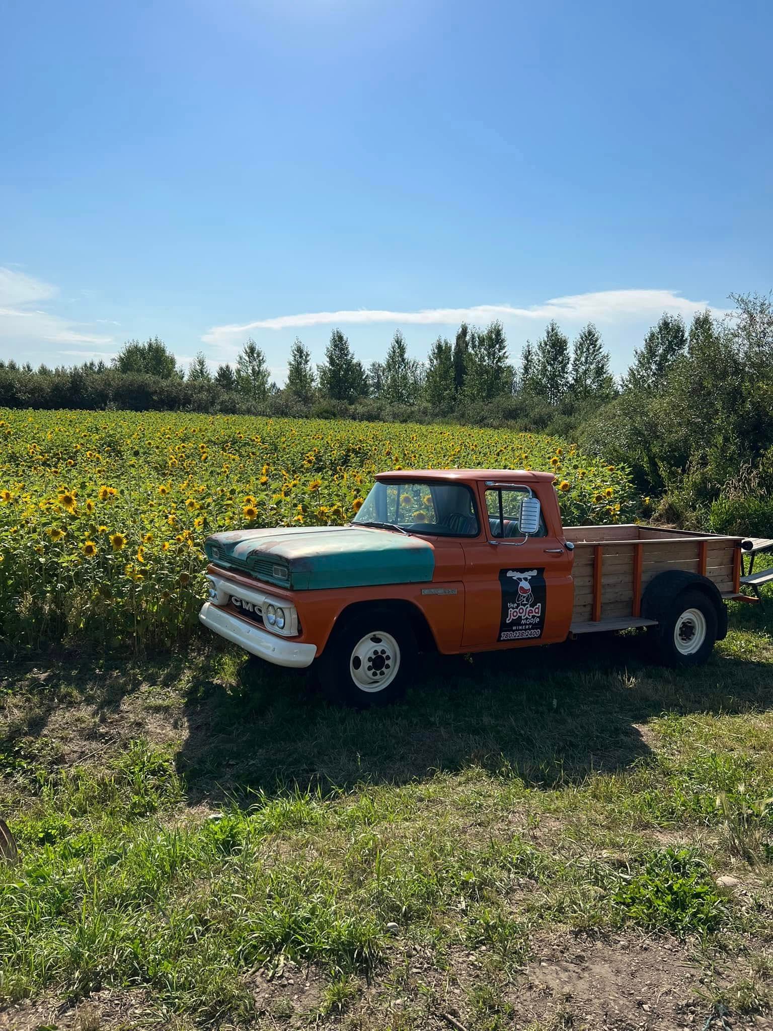 Vintage orange pickup truck parked beside a sunflower field under clear blue sky.