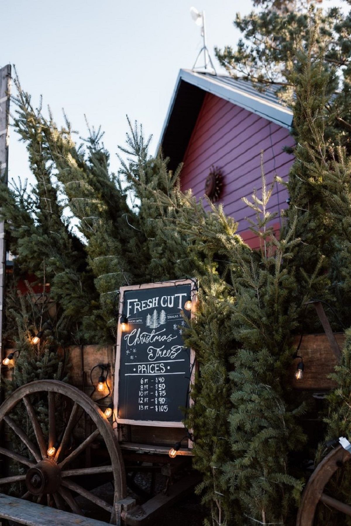 Rustic cart with fresh Christmas trees and festive lights in front of red barn.