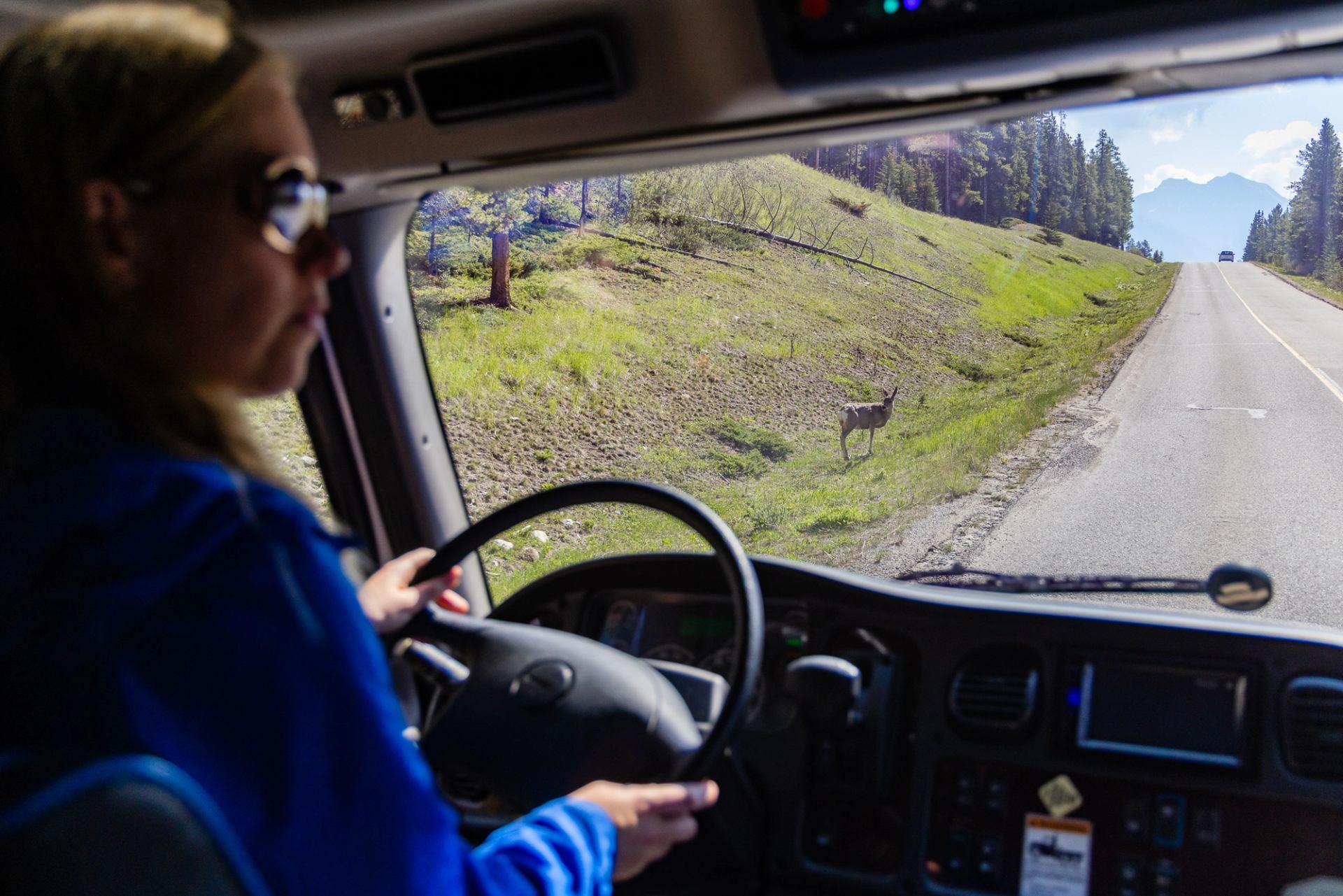 Vehicle driver looks at deer standing beside highway with trees and mountains ahead.