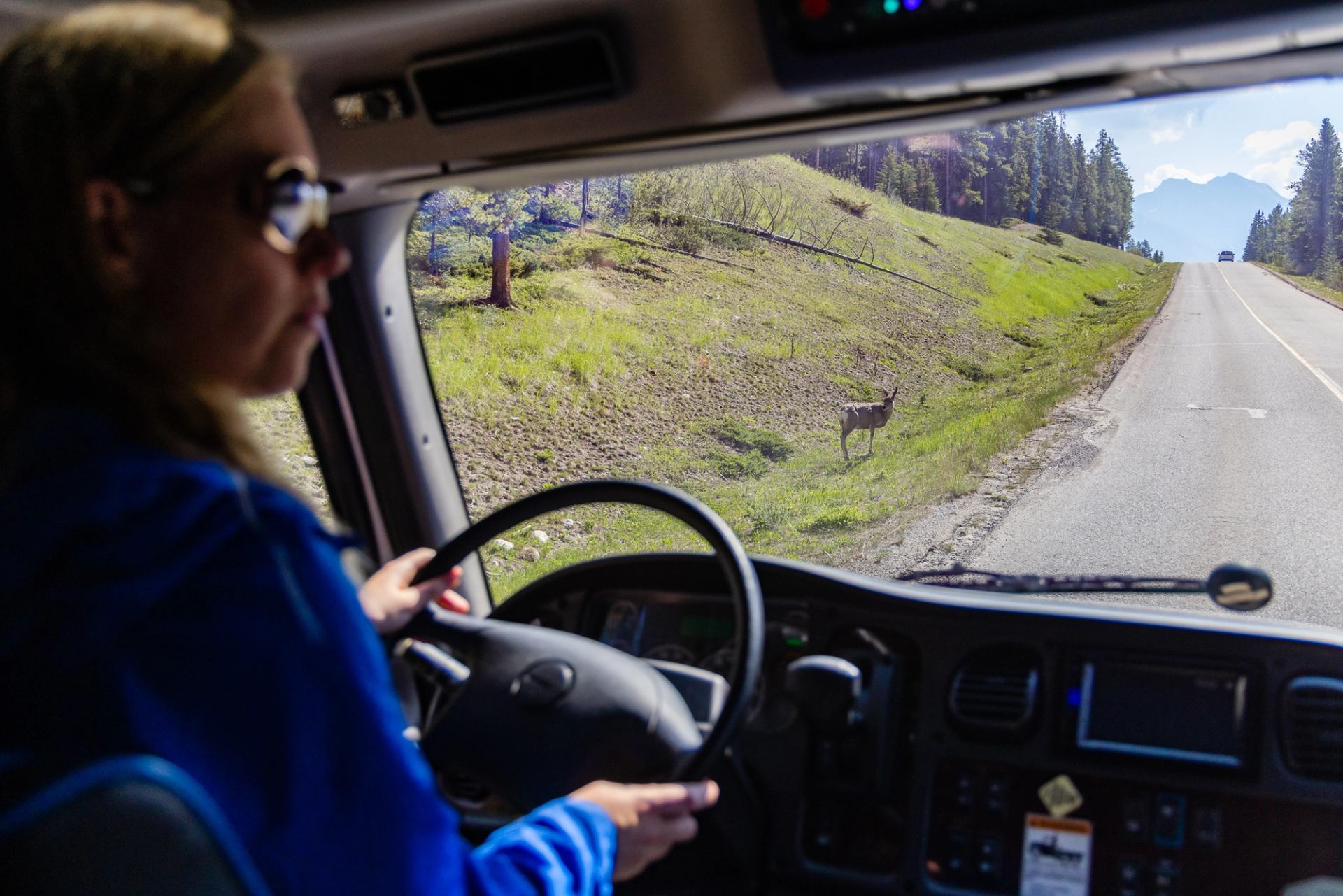 Vehicle driver looks at deer standing beside highway with trees and mountains ahead.
