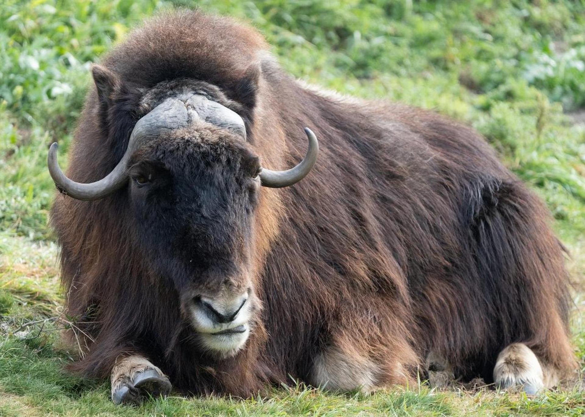 Muskox with curved horns rests on grass amid green vegetation.
