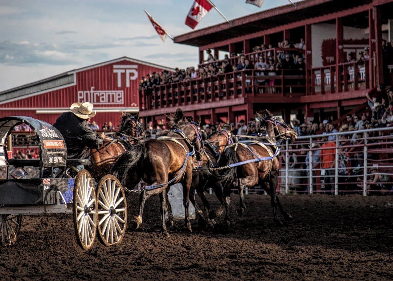 Chuckwagon team races on dirt track before grandstand crowd at Canadian rodeo grounds.