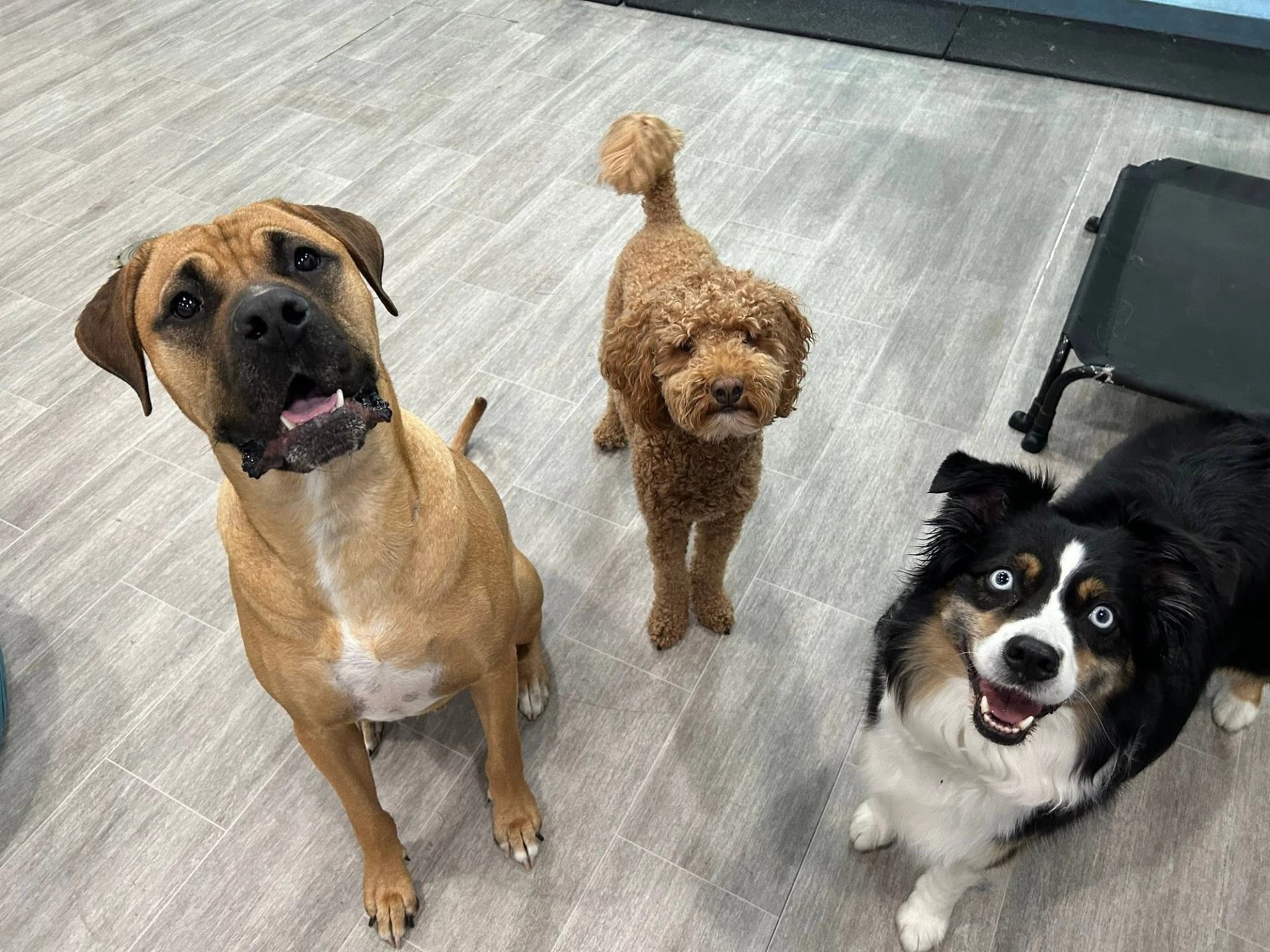 Three dogs look up while standing and sitting on a grey tiled floor.