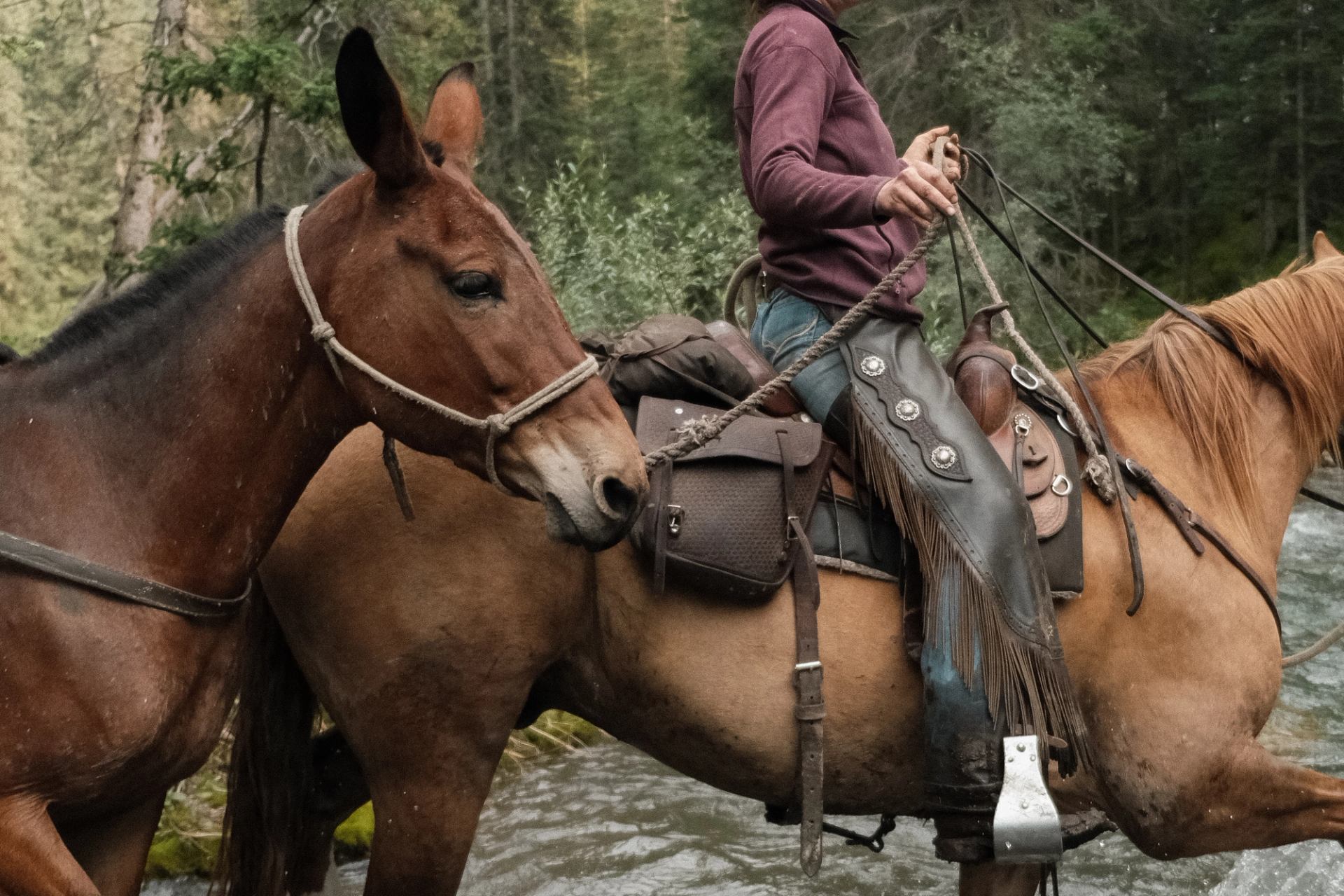 Two saddled horses standing in a shallow stream near forested backcountry at Sundance Lodge.