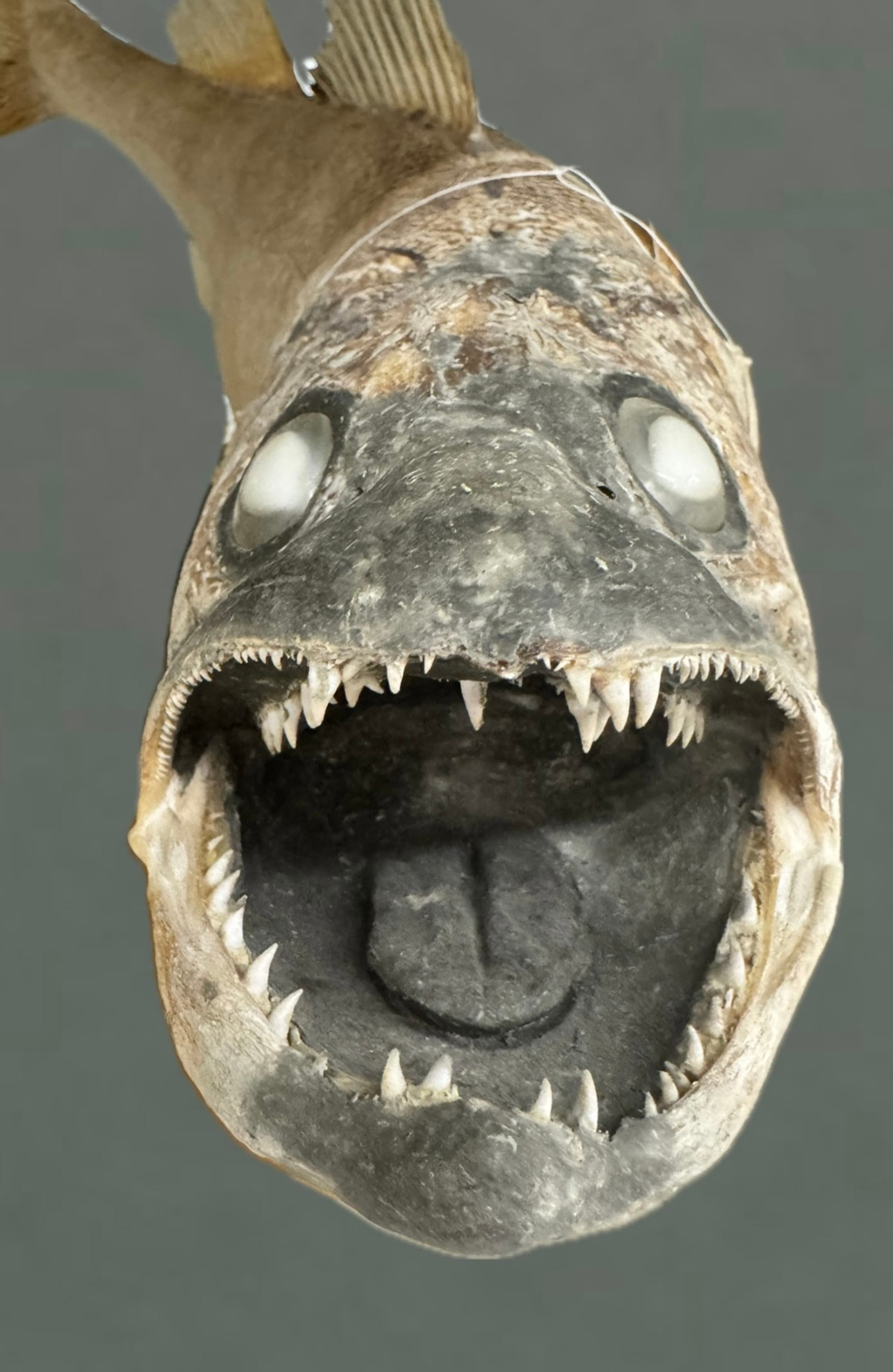 Drop-in Sketching: Bad Taxidermy | Canada's Alberta thumbnail