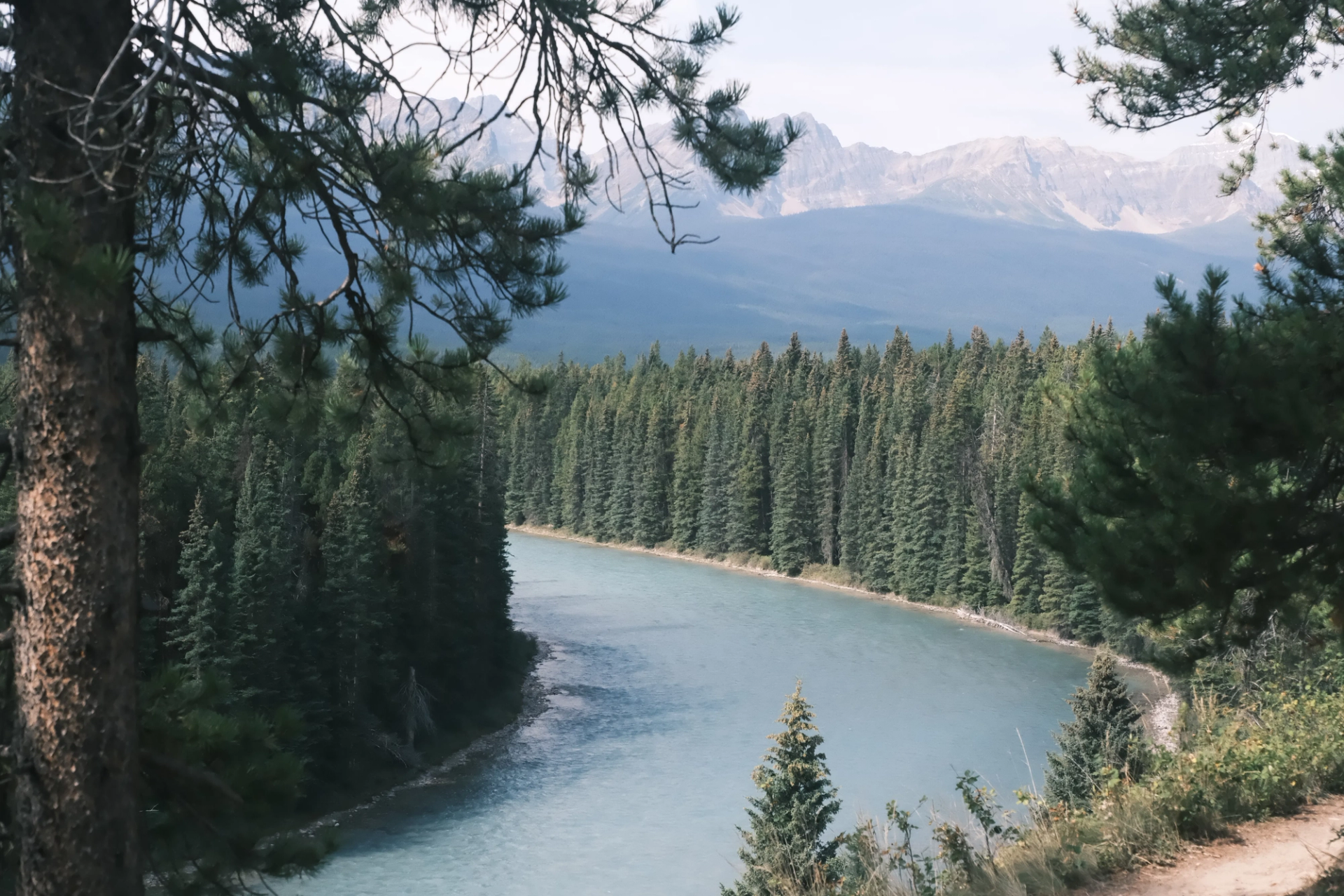 River curves through dense evergreen forest with distant mountain range under pale sky.