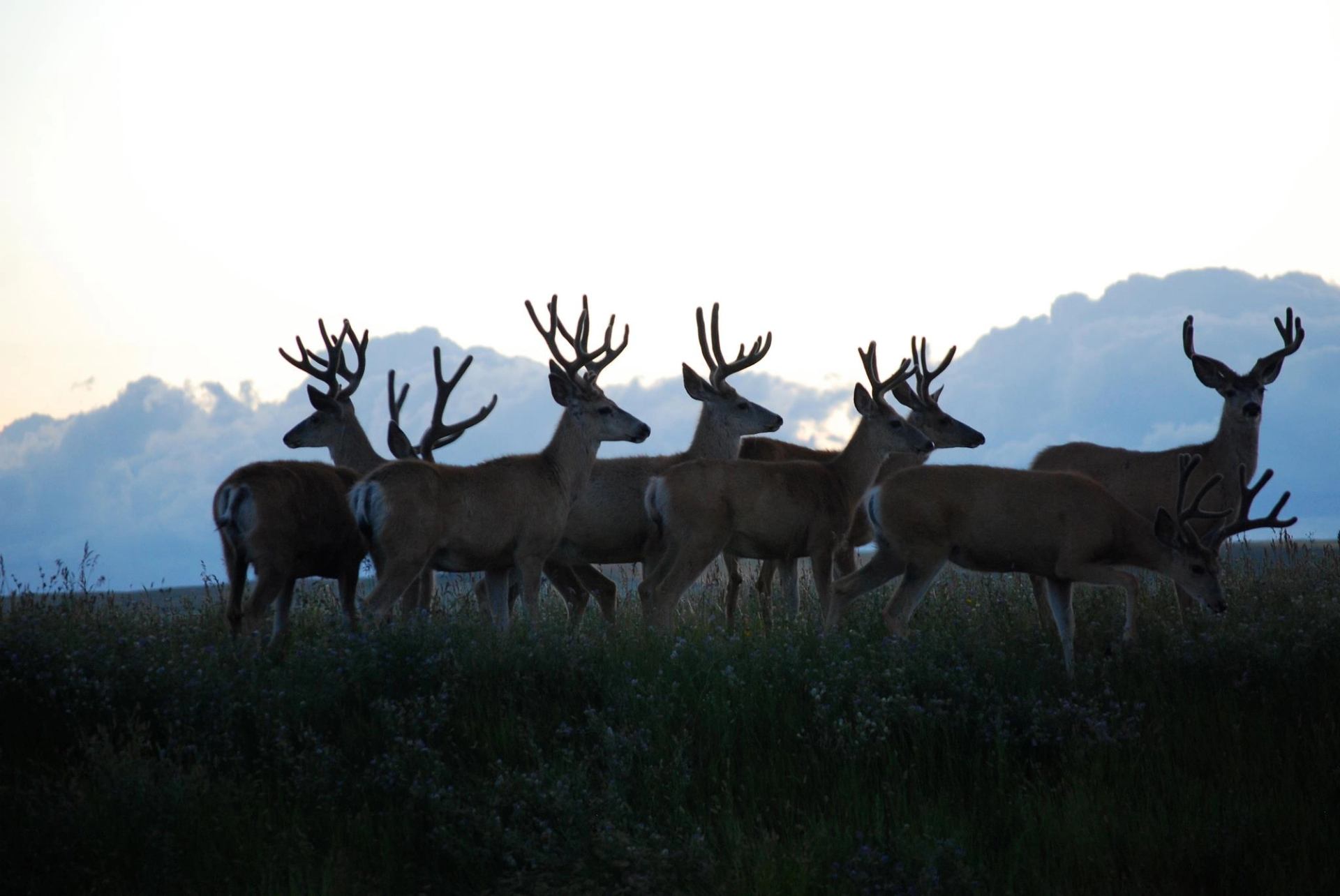 Group of deer with antlers silhouetted in grassy field at dawn or dusk under cloudy sky.