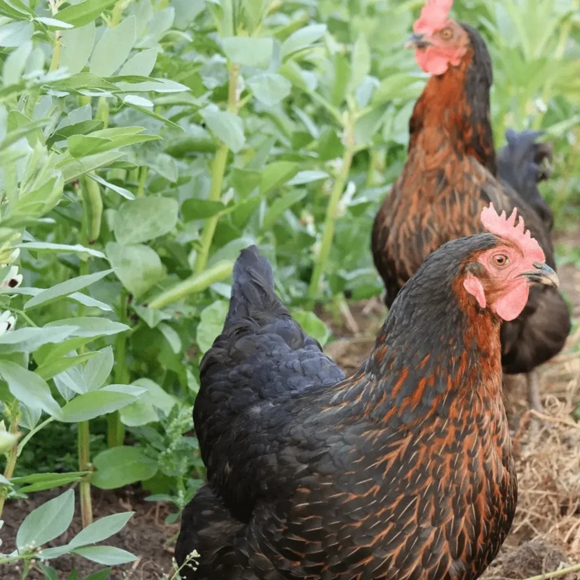 Harmonic Hills raises chickens among lush garden plants as part of farm life.