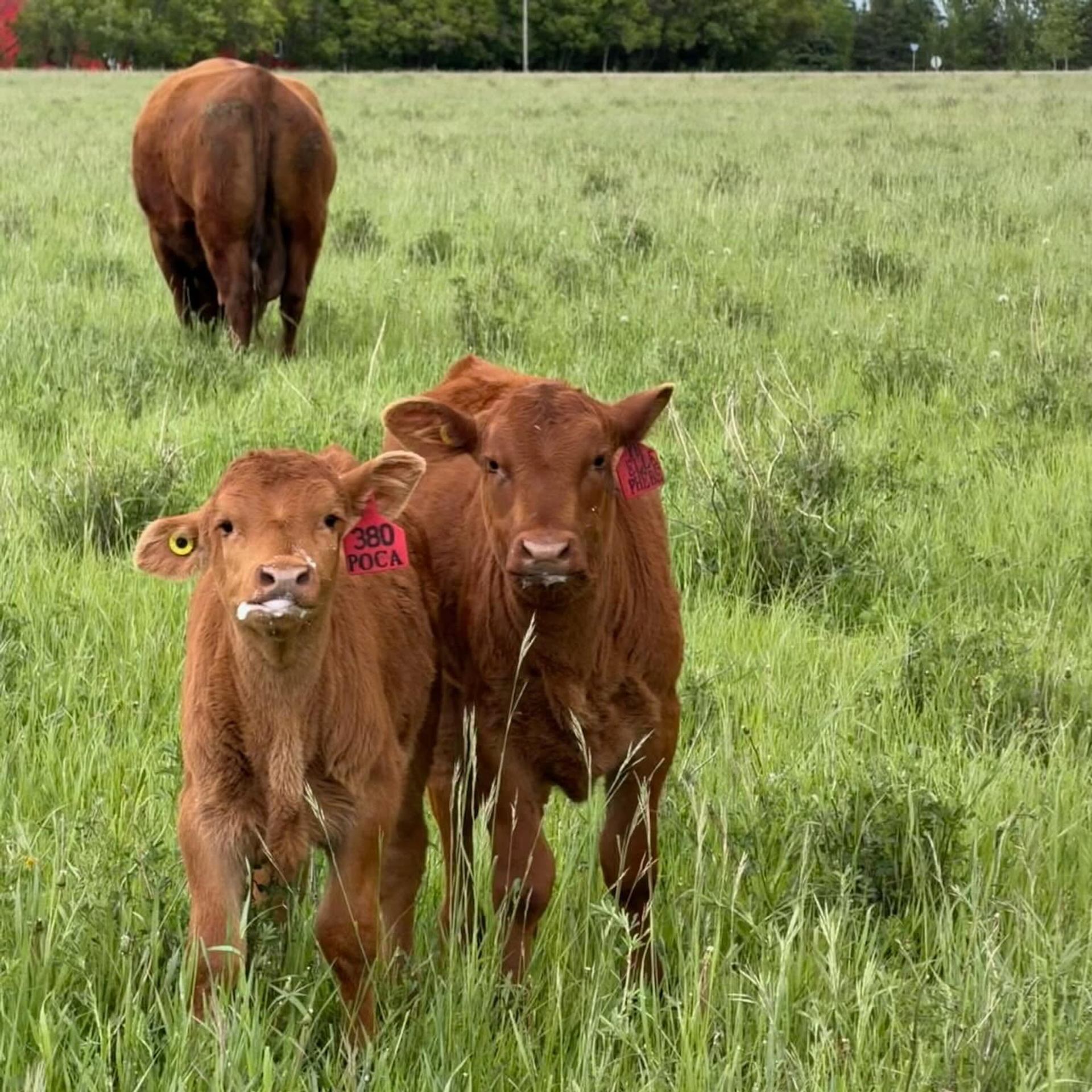 Two young calves stand together in lush pasture while a mature cow grazes behind them.