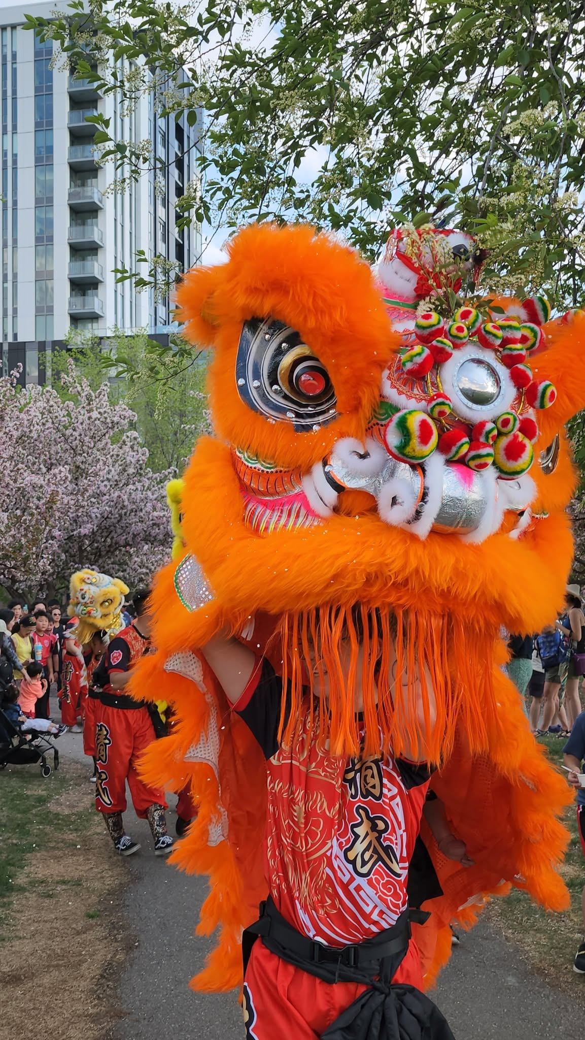 Orange lion dance costume performer in park, with crowd, blossoms and tall buildings.