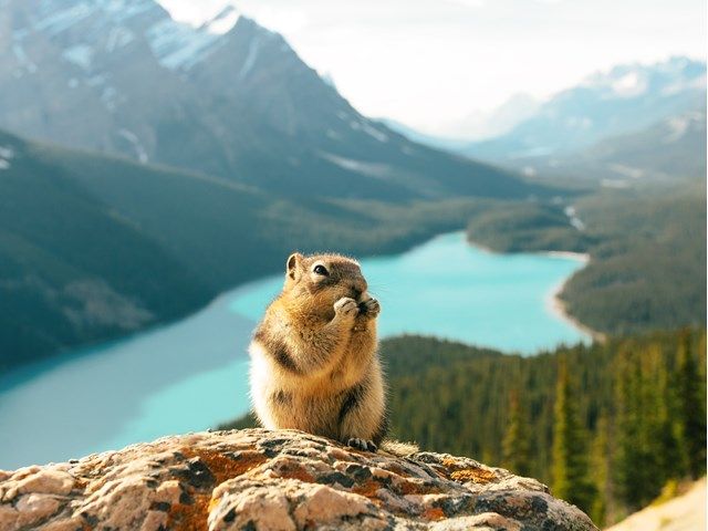 Squirrel on a rocky cliff above Peyto Lake, in Banff National Park.