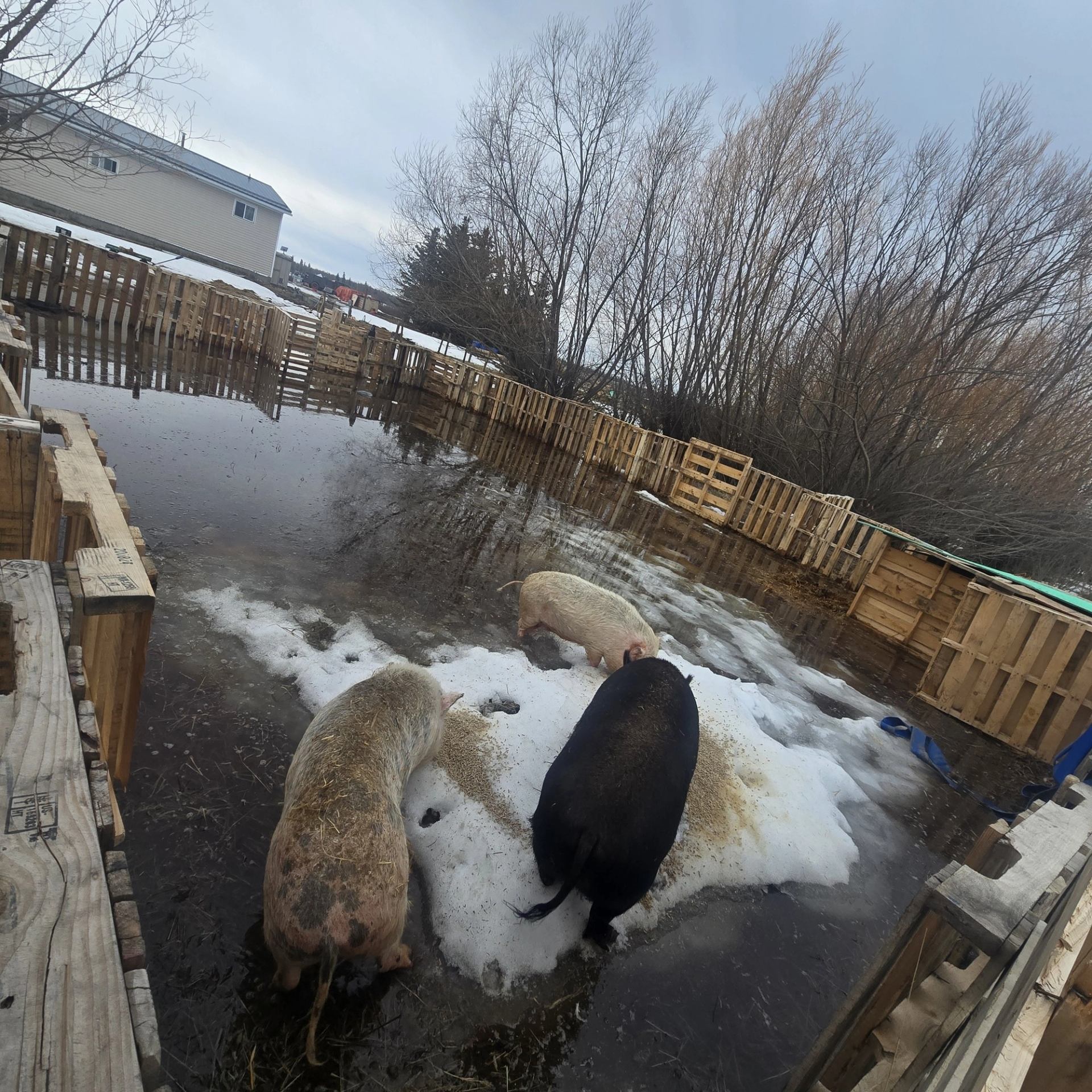 Three pigs stand on slushy snow in a flooded wooden pallet pen near trees.