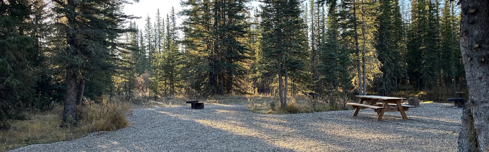 Gravel campsite with picnic table and fire pit surrounded by tall pine trees.