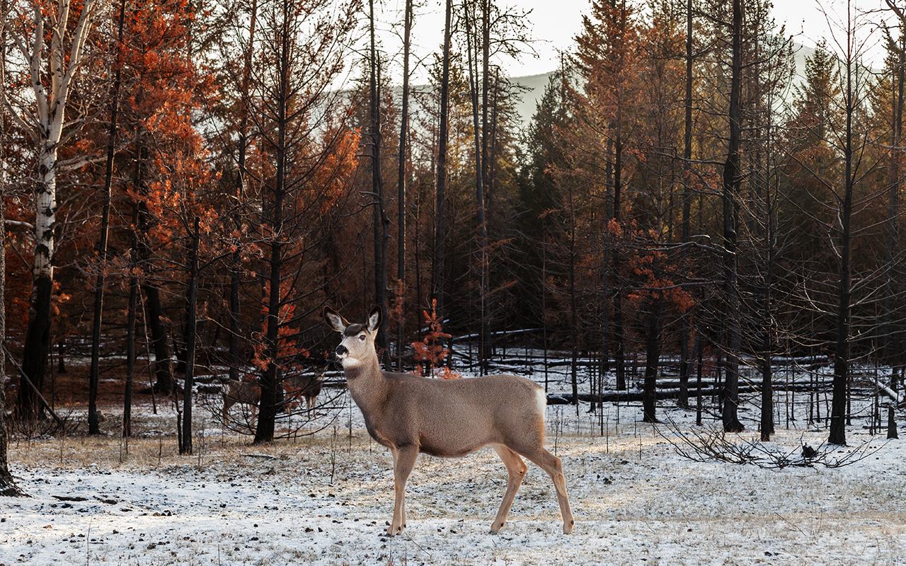 A deer in the woods