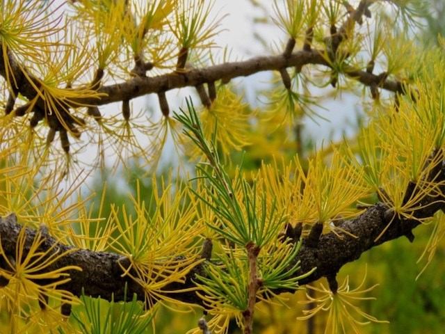 Highwood Meadows Trail | Canada's Alberta thumbnail