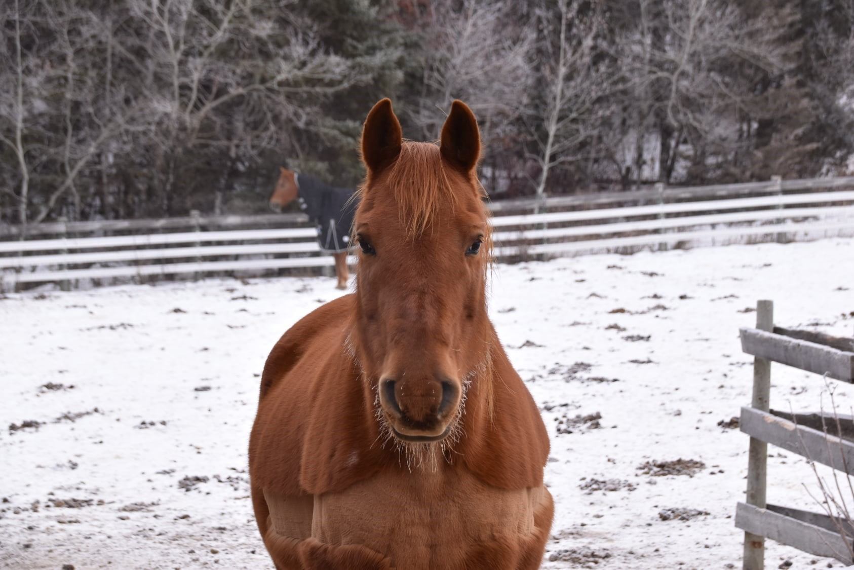 Chestnut horse in snowy paddock, with fence, trees and blanketed horse behind.