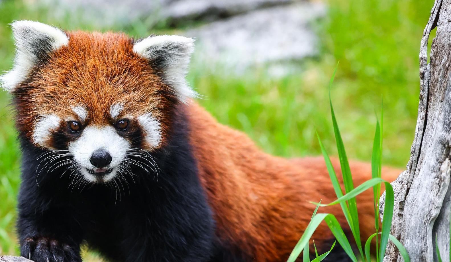 Red panda with reddish fur and white facial markings beside grass and tree trunk.