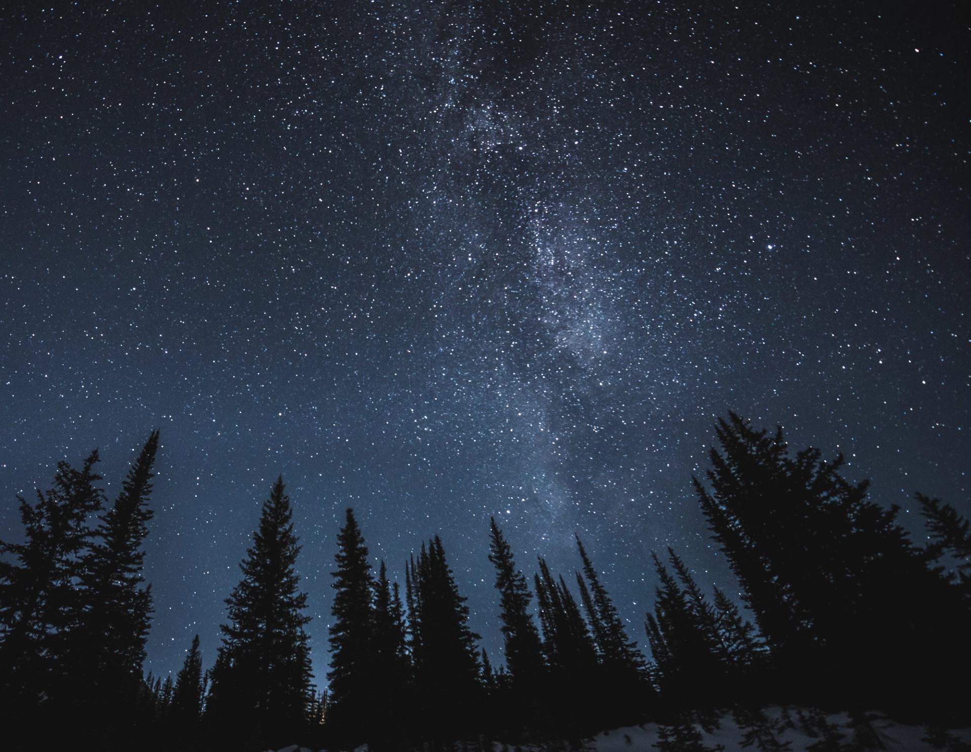 Starry night sky above silhouetted pine trees.