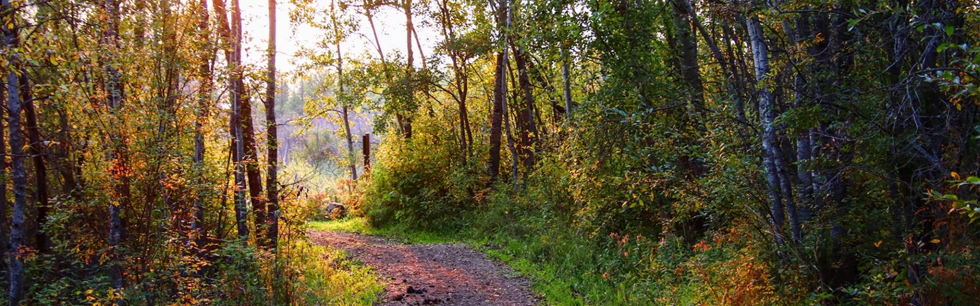 Sunlit forest trail surrounded by lush green and golden foliage in summer