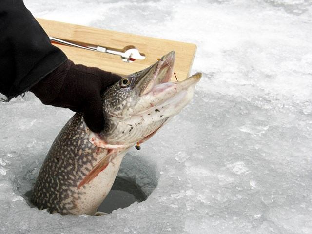 Large fish being pulled through an ice fishing hole with gear on a wooden board nearby.