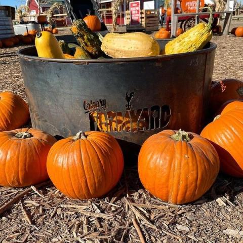 Pumpkins and squash available from the pumpkin patch in the Fall.