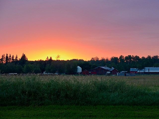 Sunset over grassy field with barns and silos framed by trees and vivid sky colors.